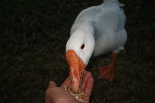 71100_mama.jpg