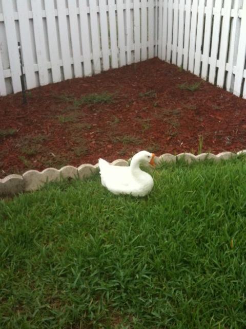 71100_mama_roosting.jpg