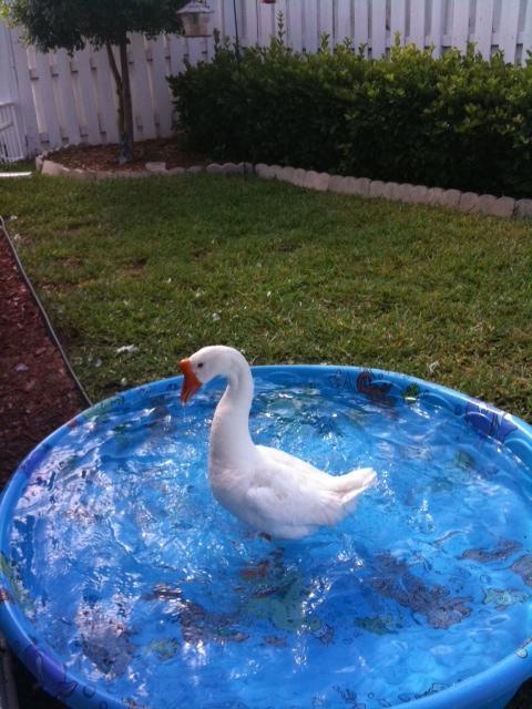 71100_mambo_bath_time.jpg