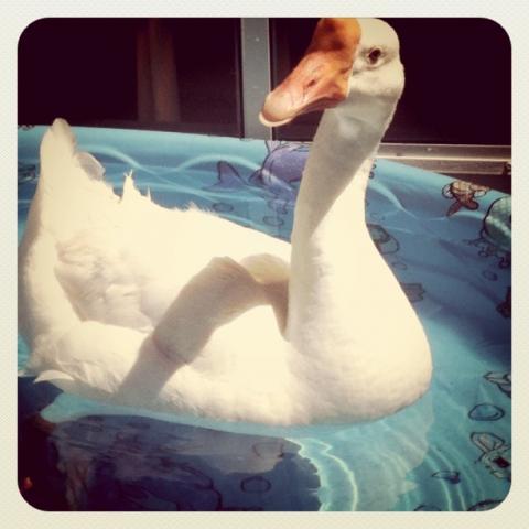 71100_mambo_pool.jpg