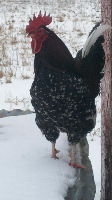 7110_chief011811.jpg