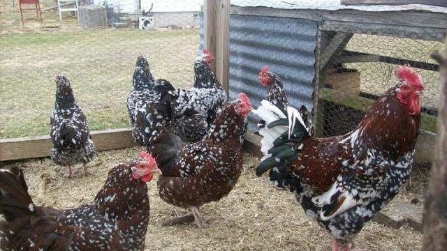 7110_hens0220.jpg