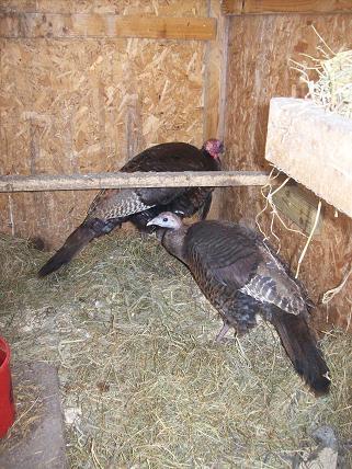 7110_turk3.jpg