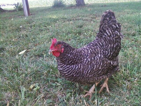 71119_barred_hen.jpg