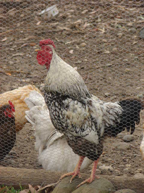 71127_crow_2.jpg