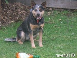 71127_podge.jpg