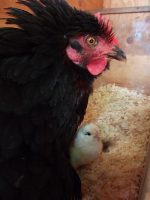 71174_chicks_005.jpg