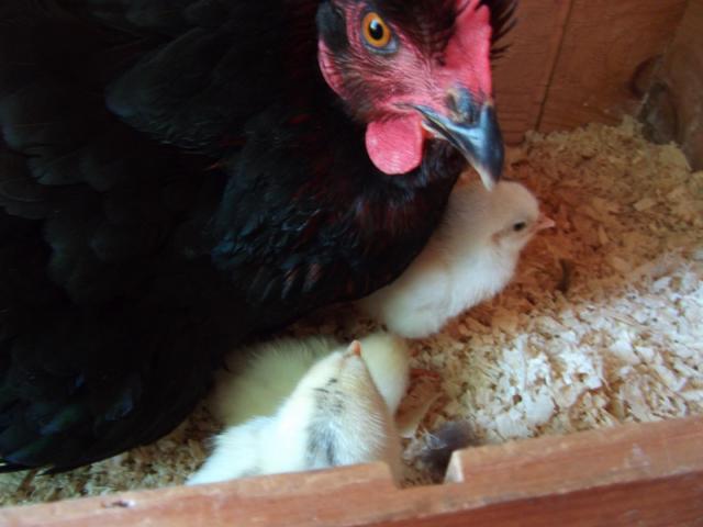 71174_chicks_007.jpg