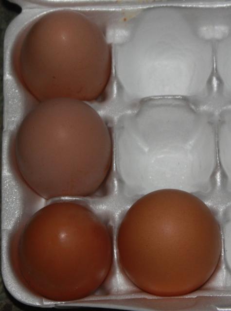 71231_eggs1.jpg