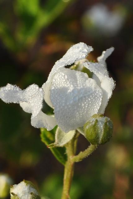 71237_csc_0631.jpg