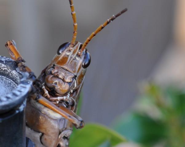 71237_csc_0915.jpg