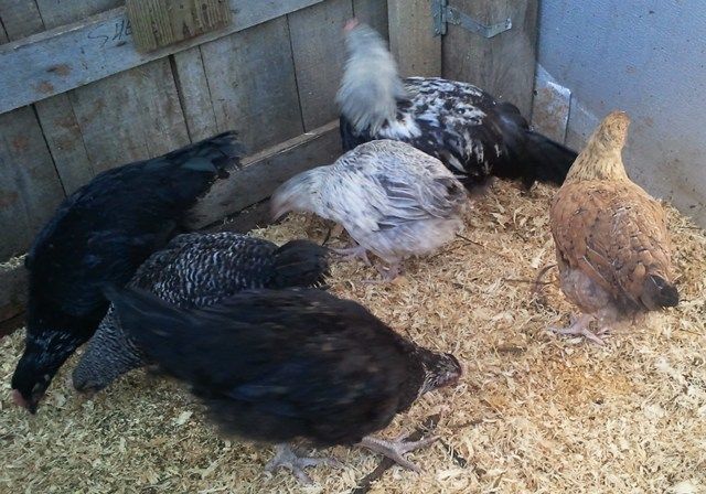 71252_3_barred_chicks.jpg
