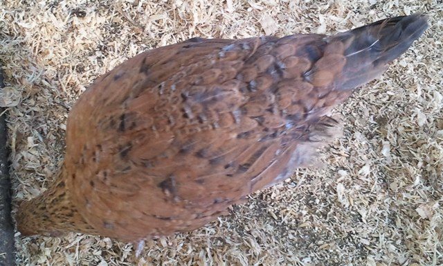 71252_barred_gold_pullet.jpg