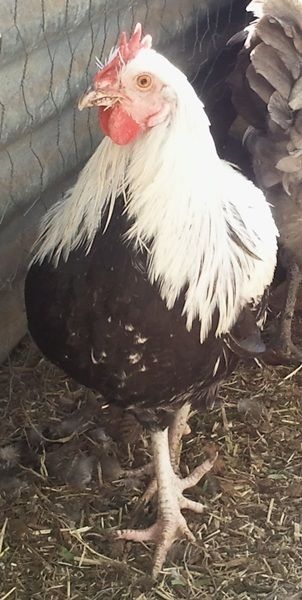 71252_new_roo_front.jpg