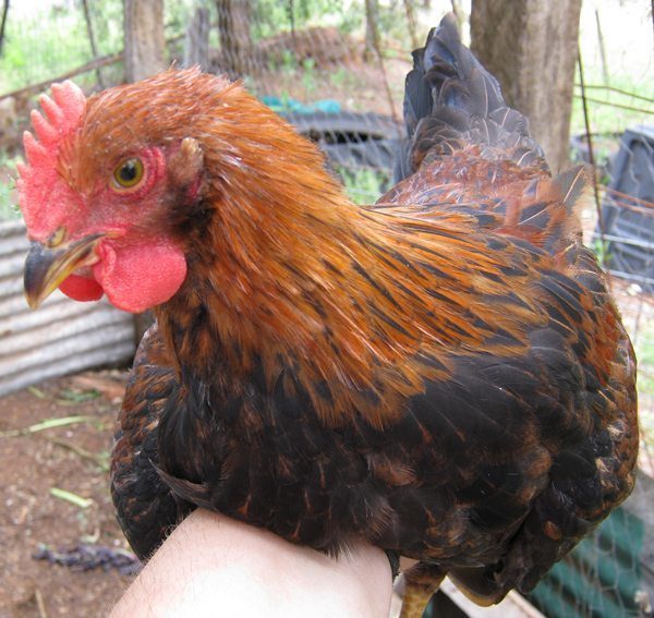 71252_wellie_roo_10wo_1.jpg