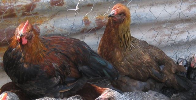 71252_wellie_roo_and_wellie_hen_10wo.jpg