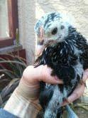 71309_sebright3.jpg