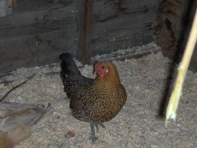 7132_new_flock_015.jpg