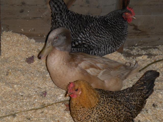 7132_new_flock_016.jpg
