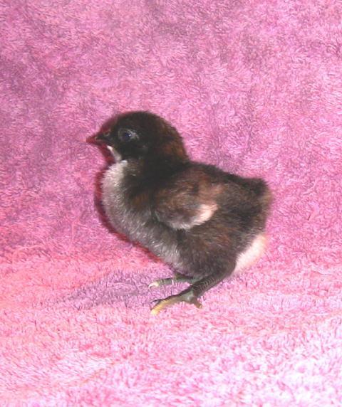 71344_chick.jpg