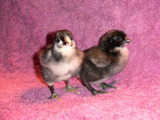 71344_chick5.jpg