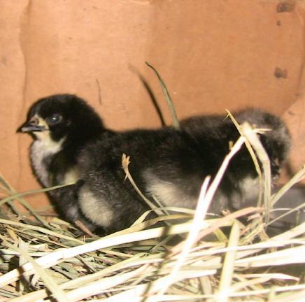 71344_chicks1.jpg