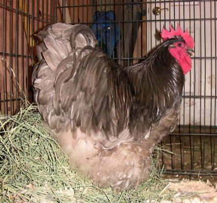 71344_hoss1.jpg