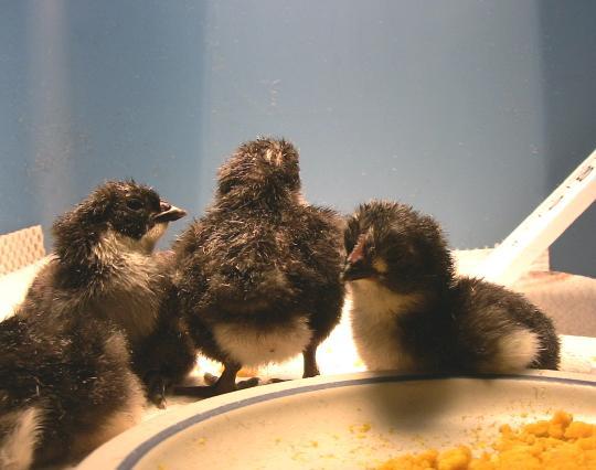 71344_orpchicks1.jpg