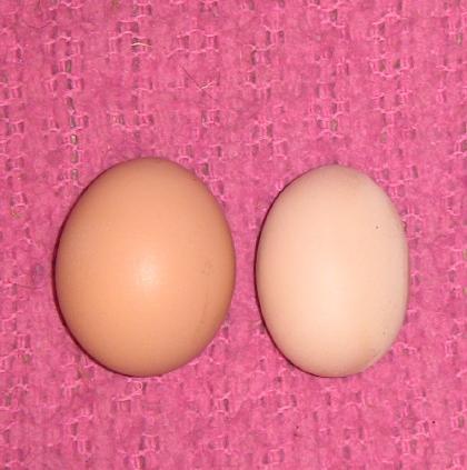 71344_rosaleegg.jpg