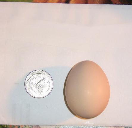 71344_seramaegg.jpg