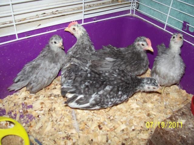 71354_6_wks_bt_chicks.jpg
