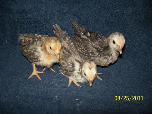 71354_laura_romeo_chicks_at_3_weeks.jpg