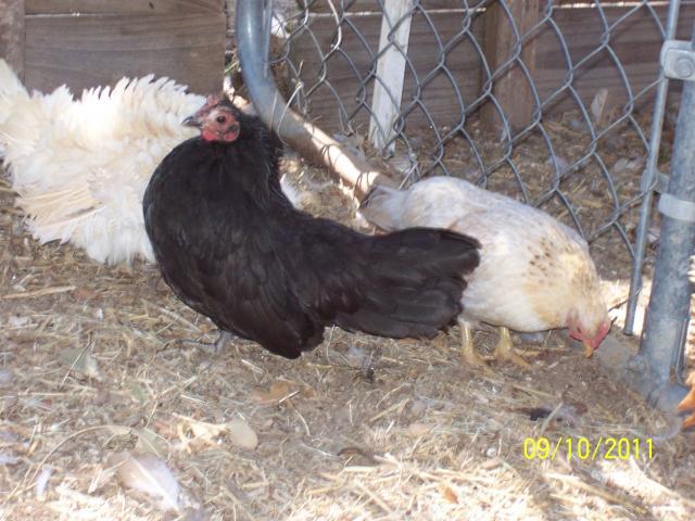 71354_moonshadow_v_spice_pecan.jpg