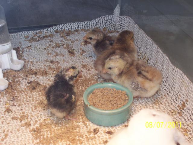 71354_romeo_mb_chick.jpg