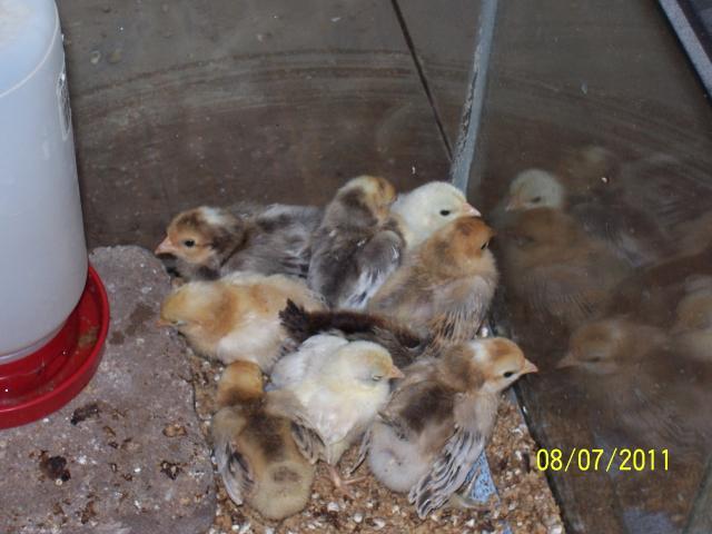 71354_wheaten_chicks_plus_1.jpg