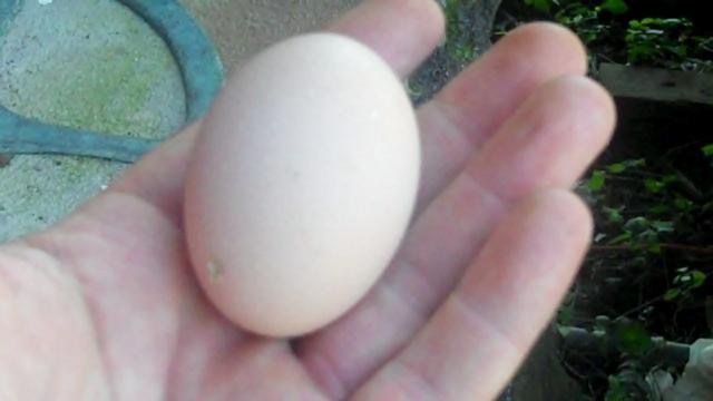 71396_1st_egg.jpg