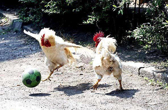 71441_chicken-soccer.jpg
