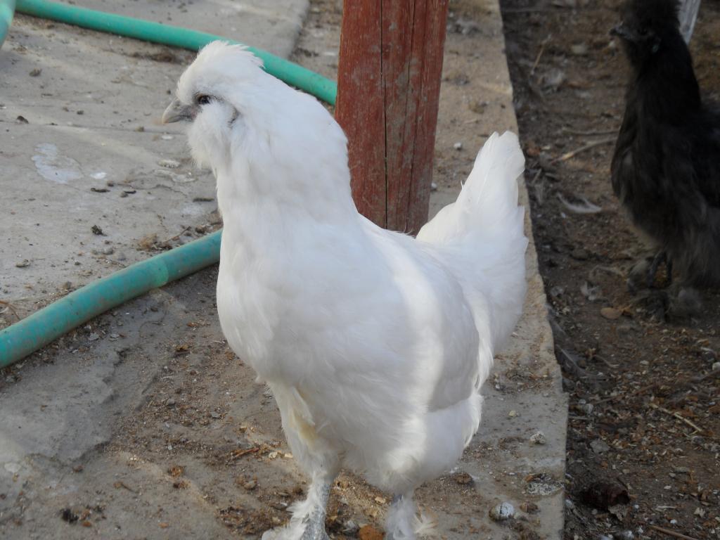 71441_chickie_034.jpg