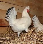 71540_appenzeller_spitzhaubenhuhn_1.jpg