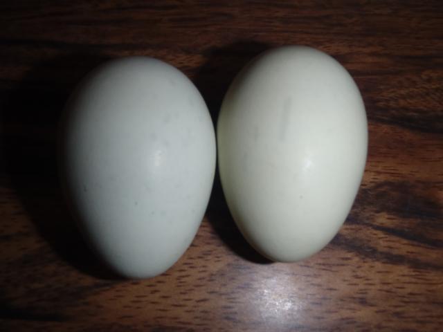 71540_bo_x_ee_eggs_001.jpg