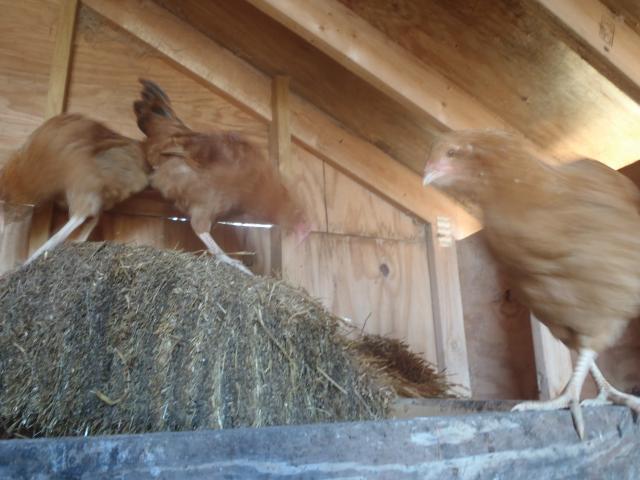 71540_chickens_november_029.jpg