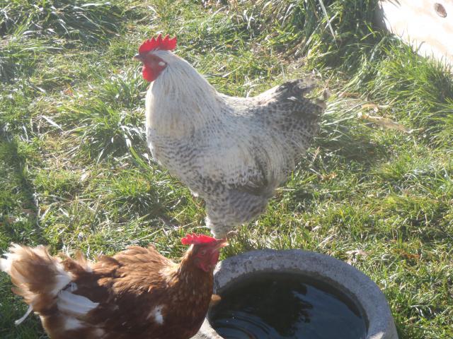 71540_chickens_november_043.jpg
