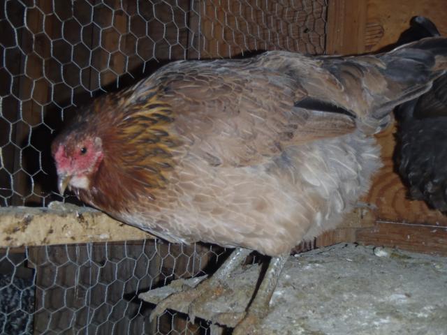 71540_christmas_eve_and_chickens_211.jpg
