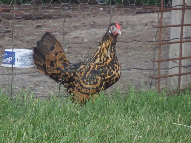 71540_hamburg_hen.jpg
