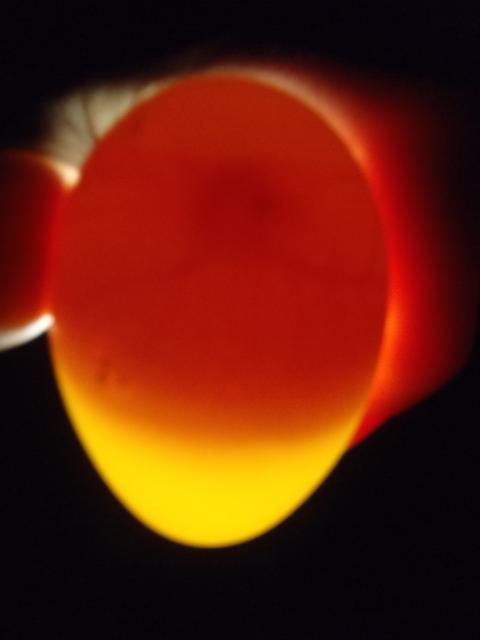 71540_march302011_icelandic_egg_candling_002.jpg