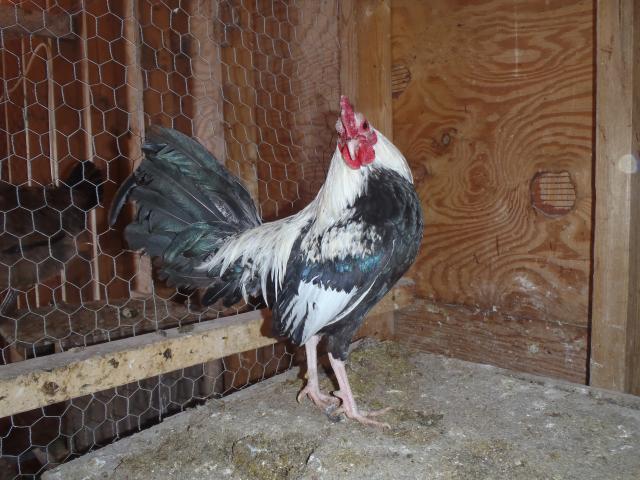 71540_march_14_2011_hamburgs_oegbs_flock_049.jpg