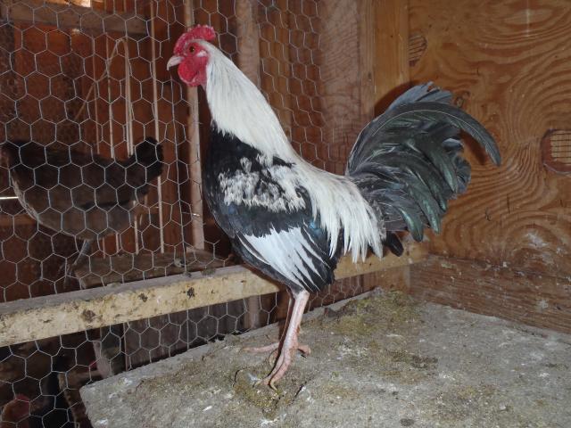 71540_march_14_2011_hamburgs_oegbs_flock_051.jpg