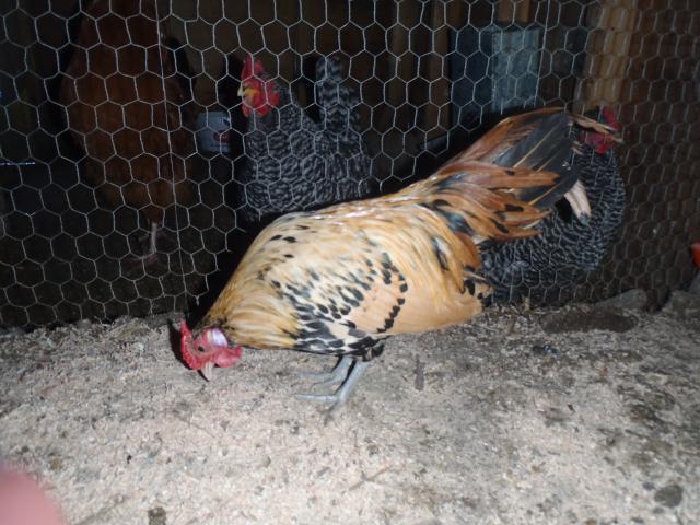 71540_march_242011_hamburgs_ees_and_flock_010.jpg