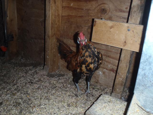 71540_march_242011_hamburgs_ees_and_flock_039.jpg
