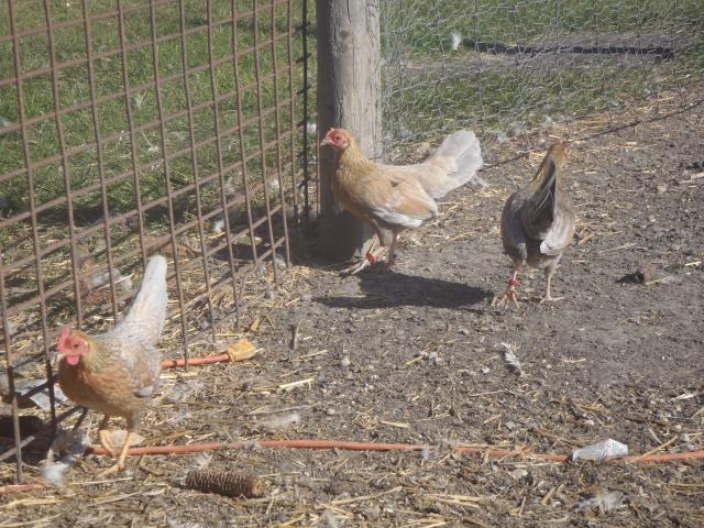 71540_october_chickens_015.jpg